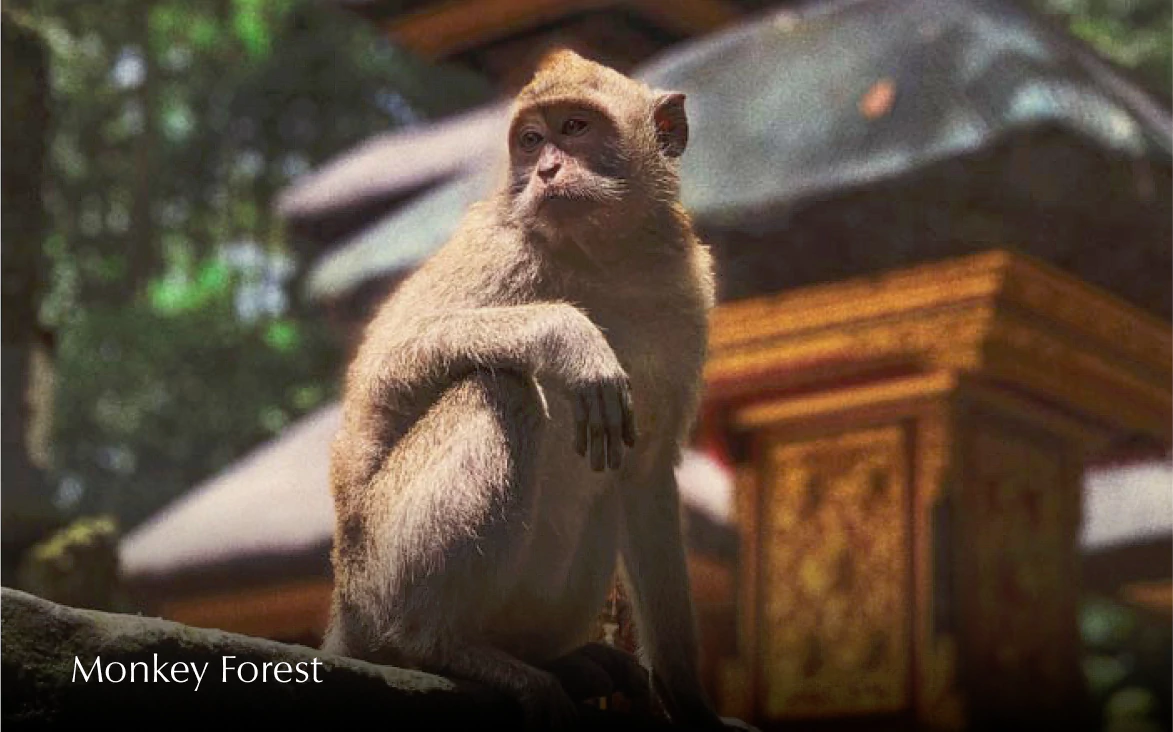 monkey forest
